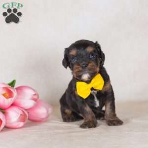 Gus, Bernedoodle-Munchkin Puppy